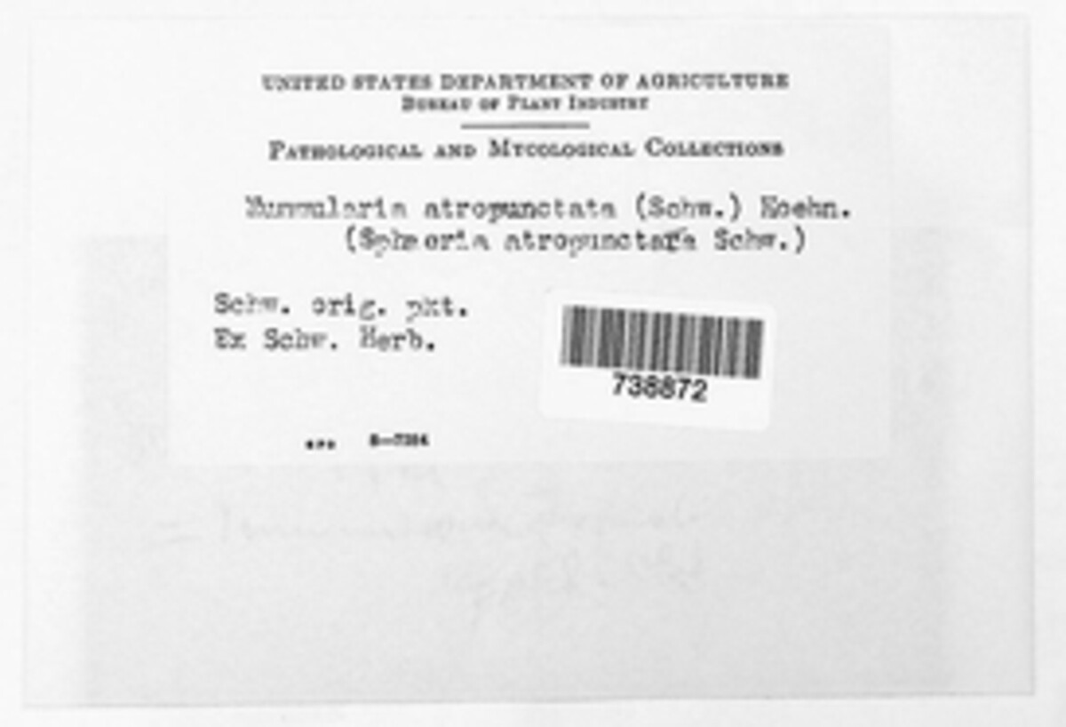 Biscogniauxia atropunctata image